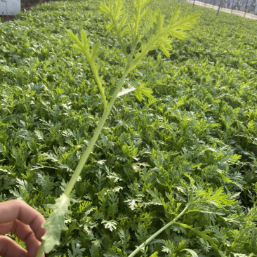 茼蒿（蒿子秆）产地直销每天大量采收不断货