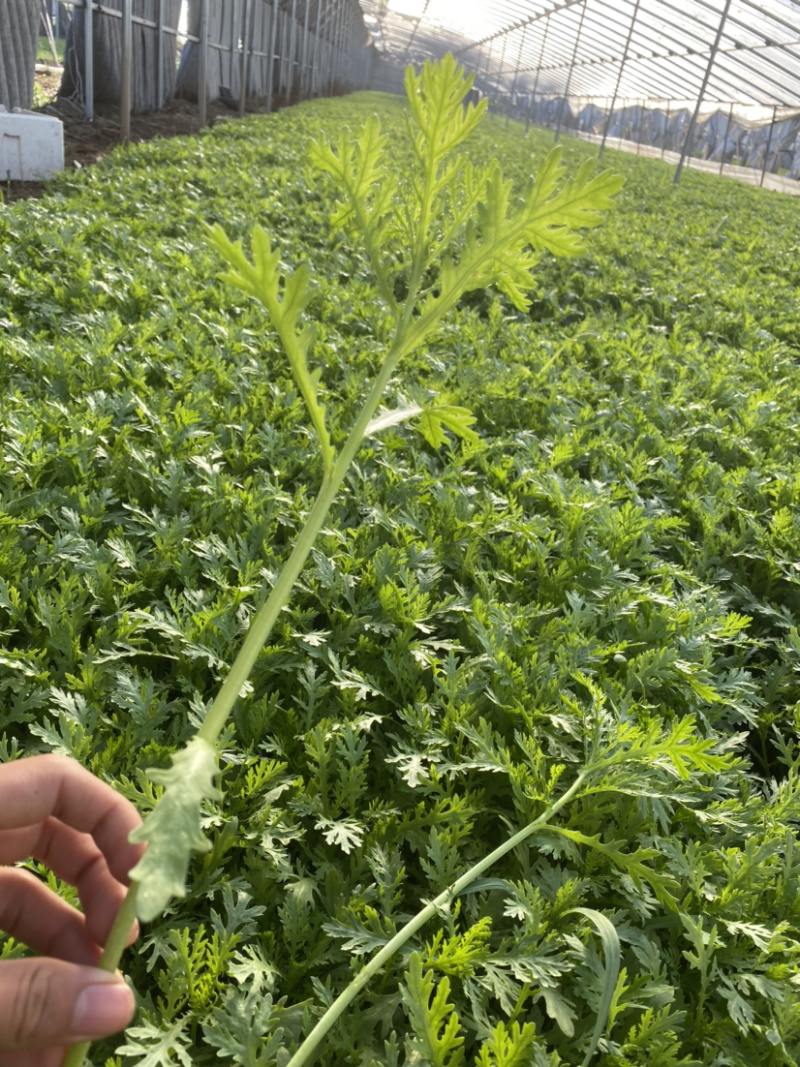 茼蒿（蒿子秆）产地直销每天大量采收不断货