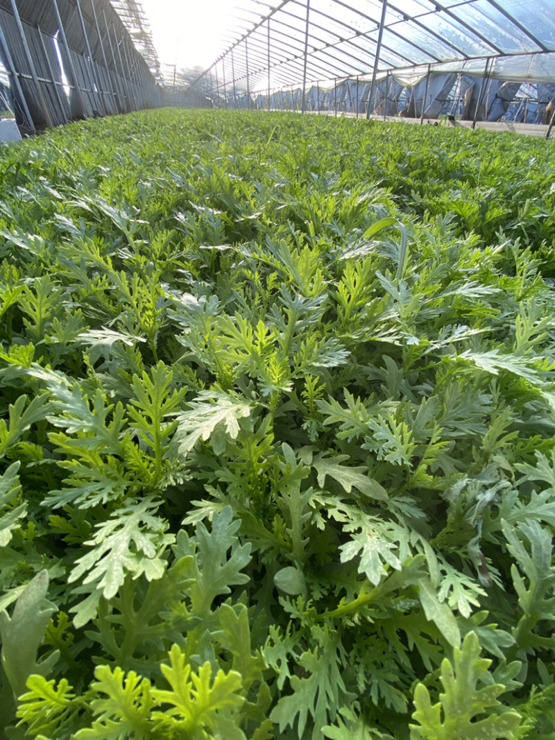 茼蒿（蒿子秆）产地直销每天大量采收不断货