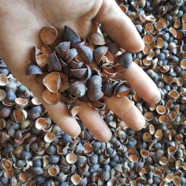 莲壳粉碎莲子壳干莲子壳莲子壳