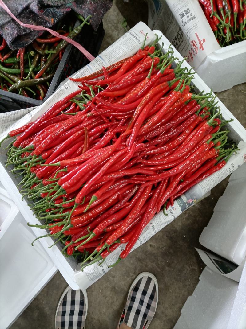我市有大量红椒青椒，种植面积几万亩，打包上车一条龙服务