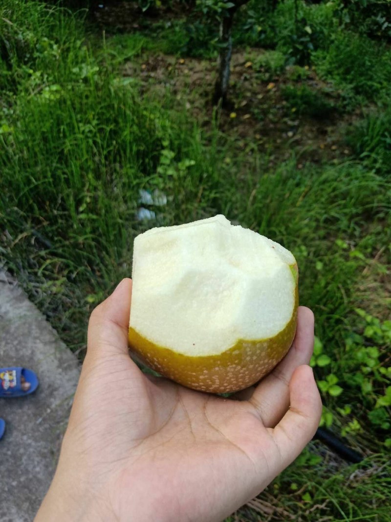 苍溪雪梨个头大特产