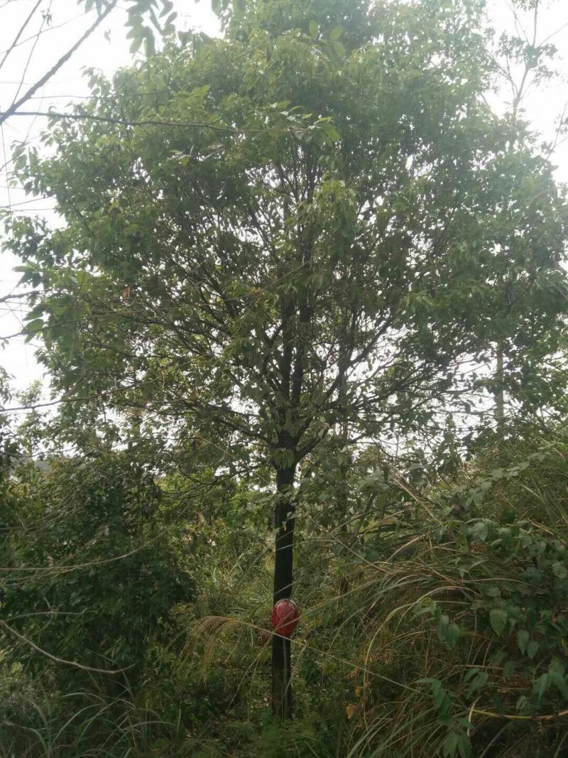 小叶香樟5一50Cm