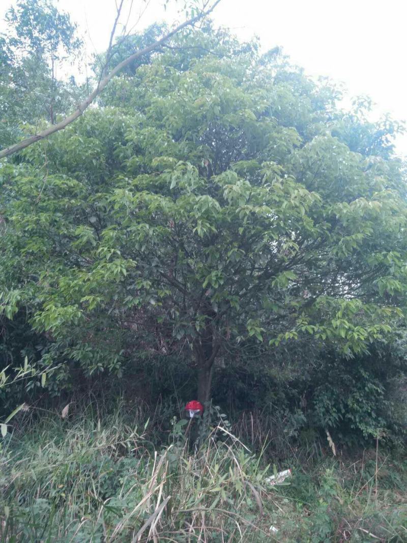 小叶香樟5一50Cm