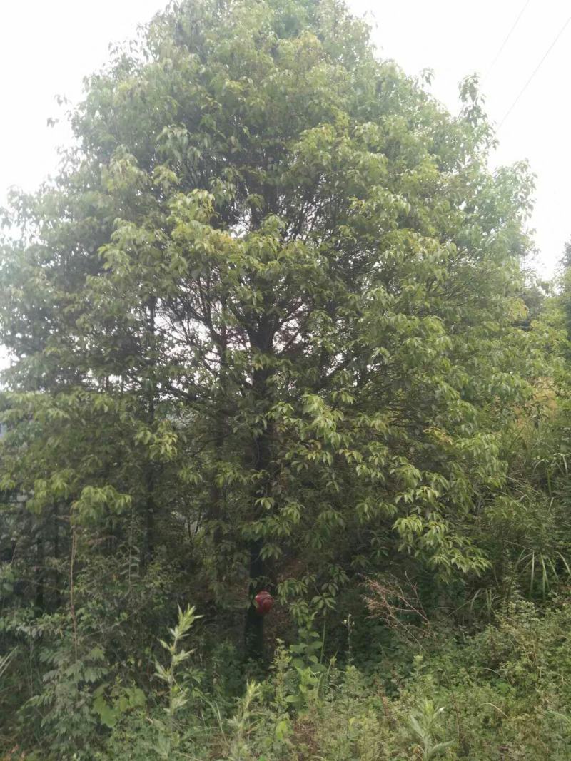 小叶香樟5一50Cm