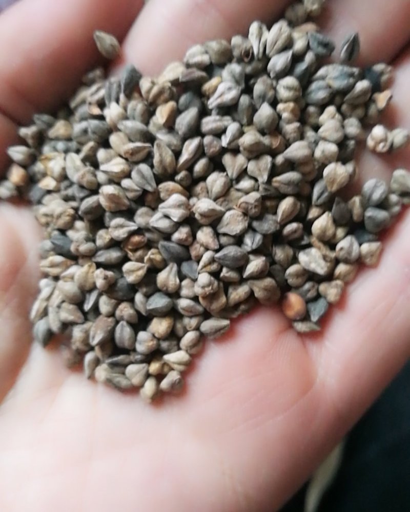 苦荞，带壳苦荞精选一级苦荞米，特大粒，信誉直上