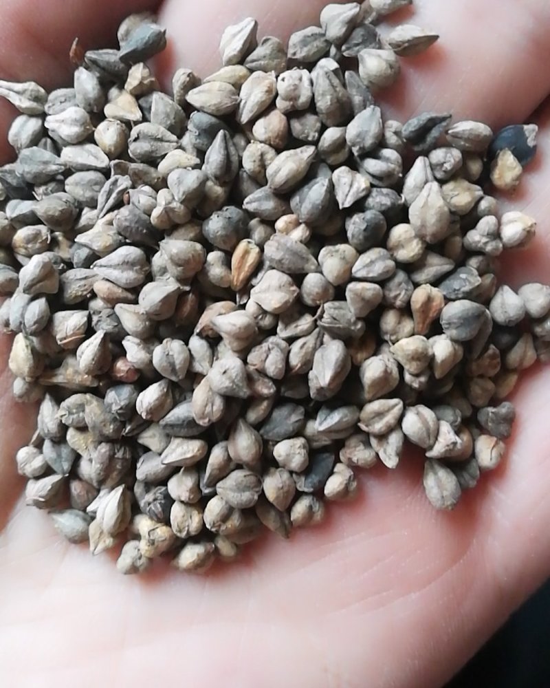 苦荞，带壳苦荞精选一级苦荞米，特大粒，信誉直上