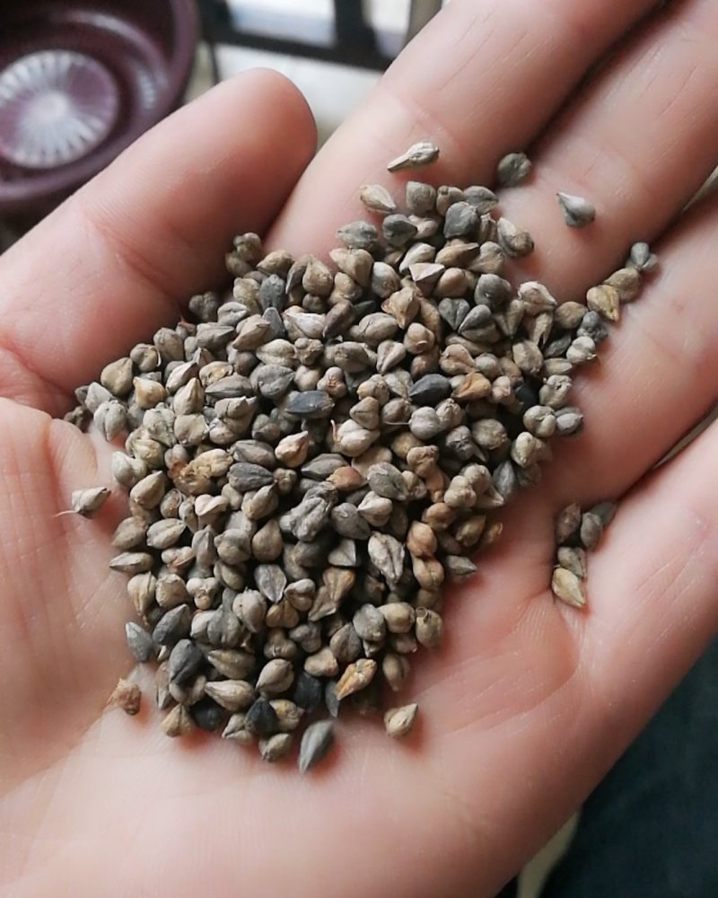 苦荞，带壳苦荞精选一级苦荞米，特大粒，信誉直上