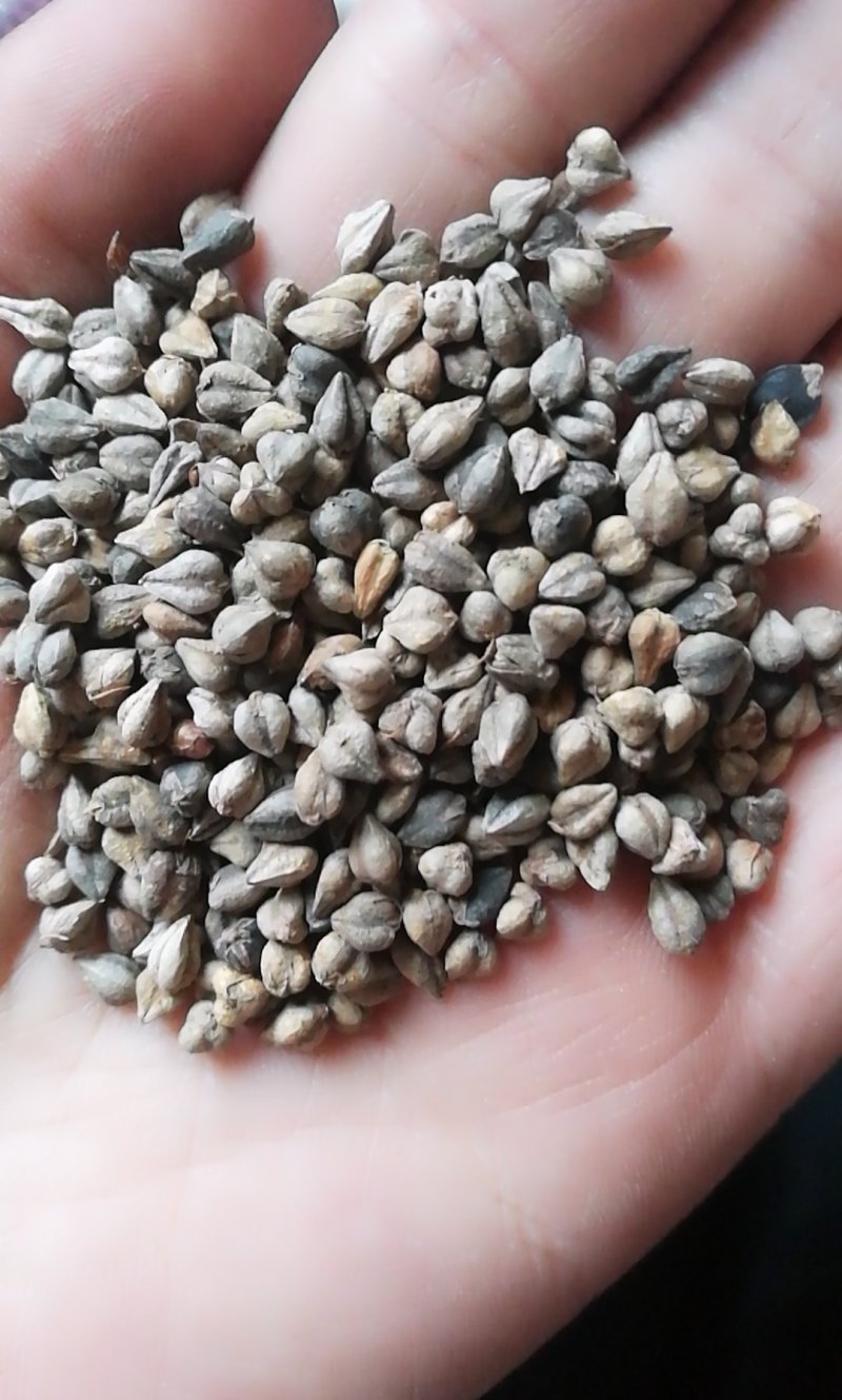 苦荞，带壳苦荞精选一级苦荞米，特大粒，信誉直上