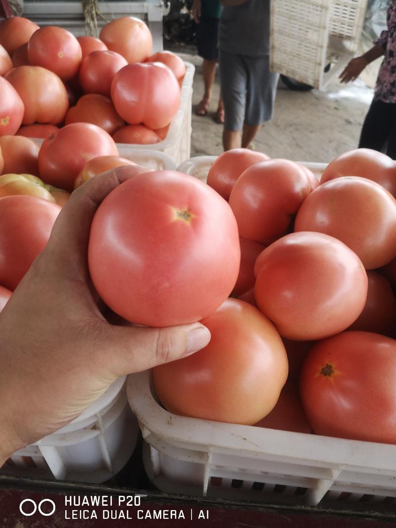 聊城万亩大棚硬粉西红柿基地直发质量保证代发全国