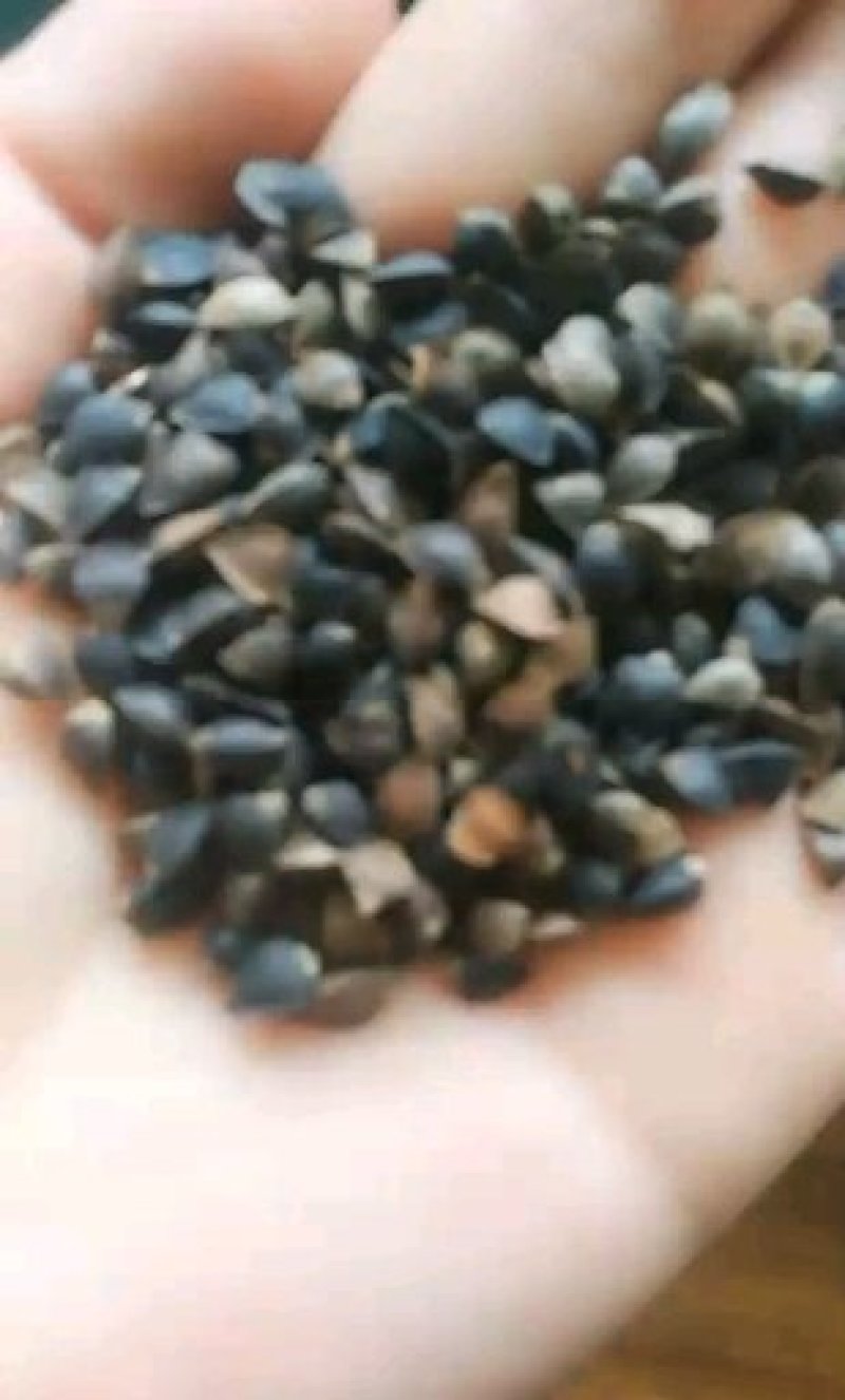 黑麦，磨面黑麦，精选黑小麦