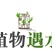 巴西木水养幸运木格鲁特水培植物室内巴西木带芽盆栽格鲁特