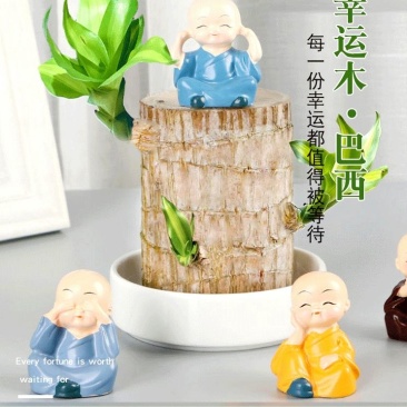 巴西木水养幸运木格鲁特水培植物室内巴西木带芽盆栽格鲁特
