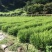 红豆杉苗红豆杉小苗南方红豆杉种苗红豆杉果红豆杉球