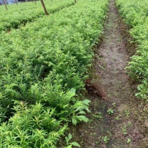 红豆杉苗红豆杉小苗南方红豆杉种苗红豆杉果红豆杉球