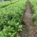 红豆杉苗红豆杉小苗南方红豆杉种苗红豆杉果红豆杉球