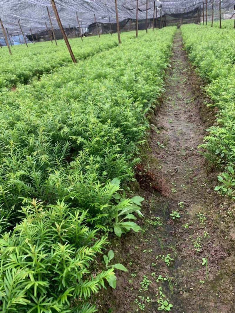 红豆杉苗红豆杉小苗南方红豆杉种苗红豆杉果红豆杉球