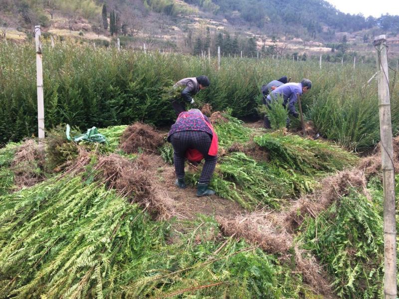 红豆杉苗红豆杉小苗南方红豆杉种苗红豆杉果红豆杉球