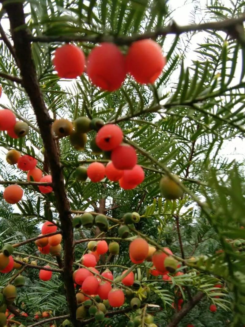 红豆杉苗红豆杉小苗南方红豆杉种苗红豆杉果红豆杉球