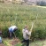 红豆杉苗红豆杉小苗南方红豆杉种苗红豆杉果红豆杉球