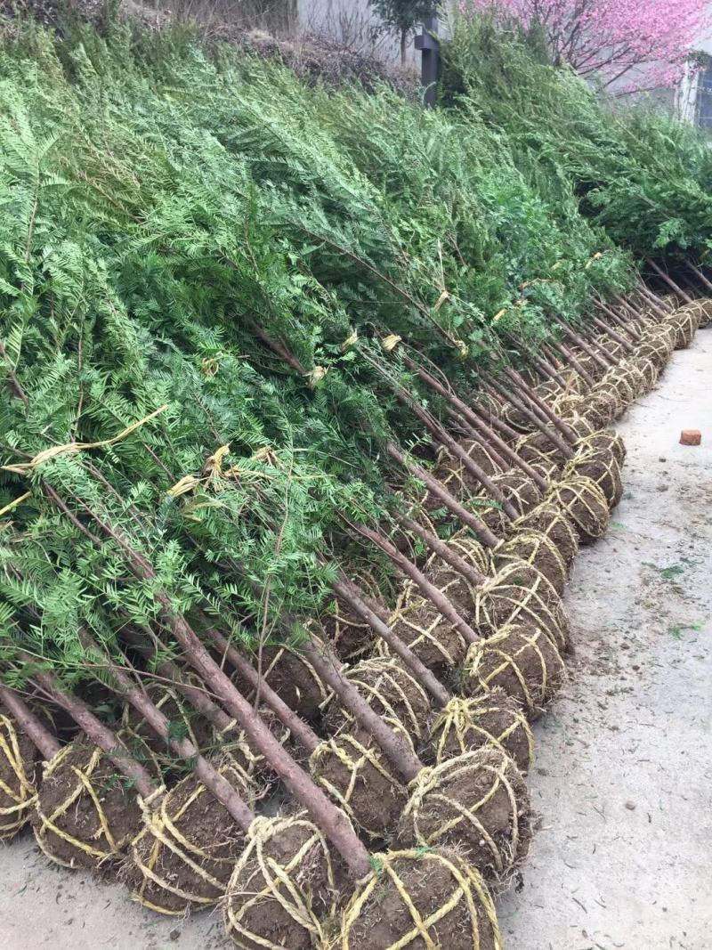 红豆杉苗红豆杉小苗南方红豆杉种苗红豆杉果红豆杉球