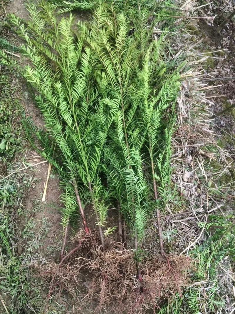 红豆杉苗红豆杉小苗南方红豆杉种苗红豆杉果红豆杉球