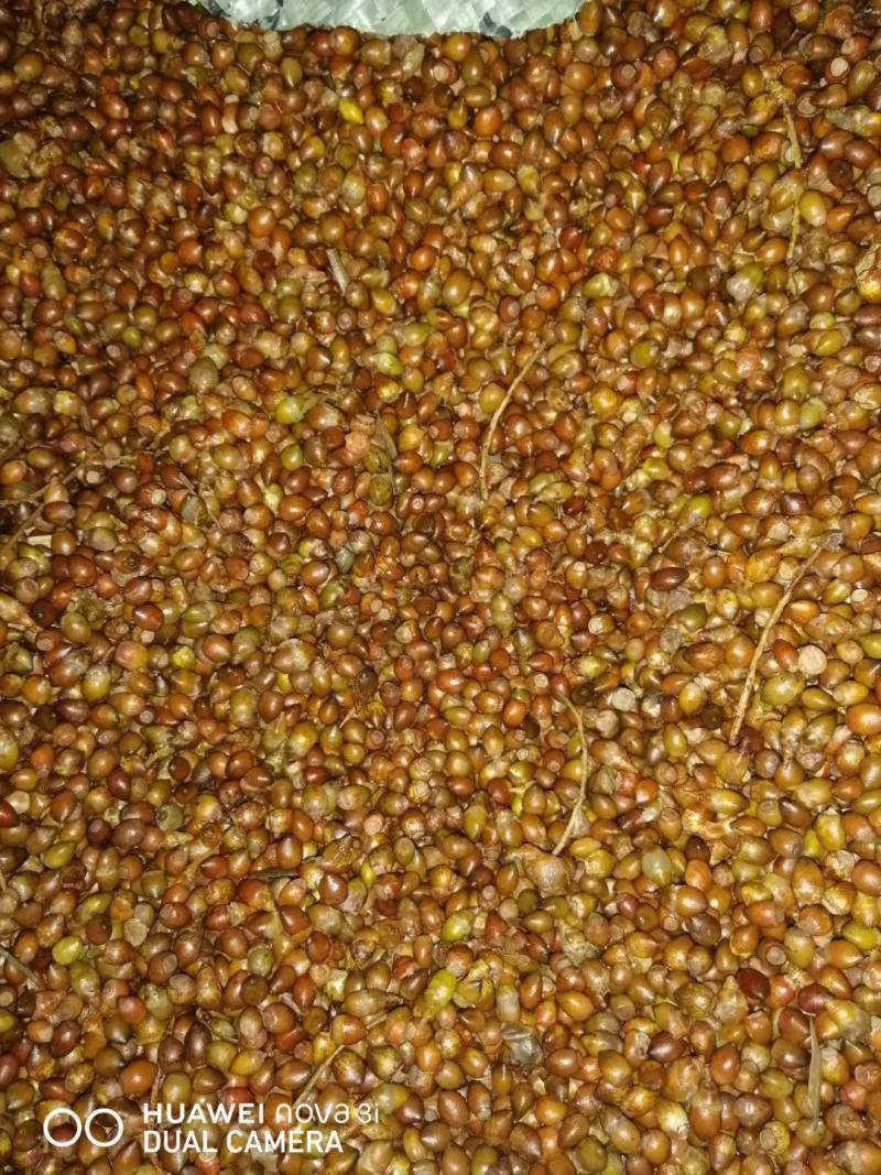 红豆杉苗红豆杉小苗南方红豆杉种苗红豆杉果红豆杉球