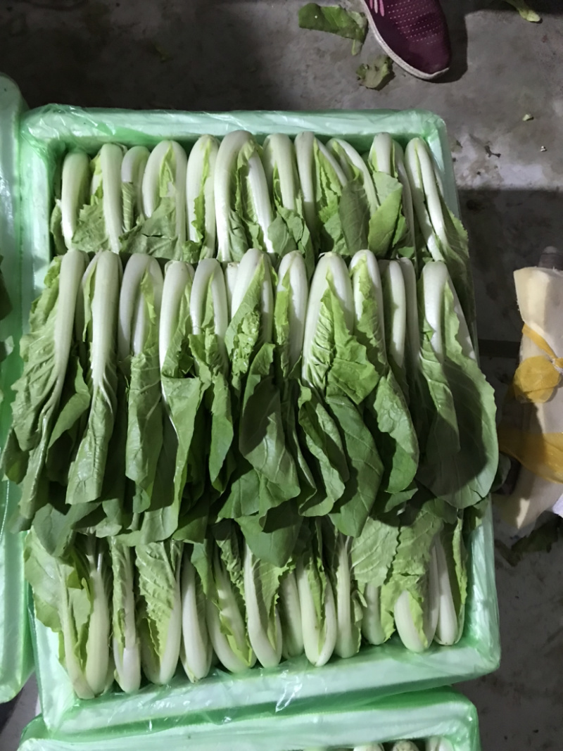 【上海青油菜】山东菏泽蔬菜基地，代收代发车，质量保证