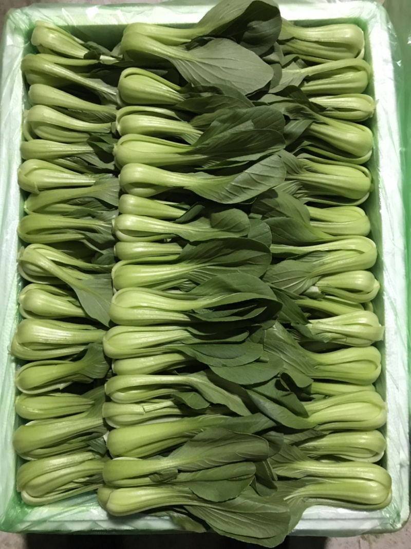【上海青油菜】山东菏泽蔬菜基地，代收代发车，质量保证
