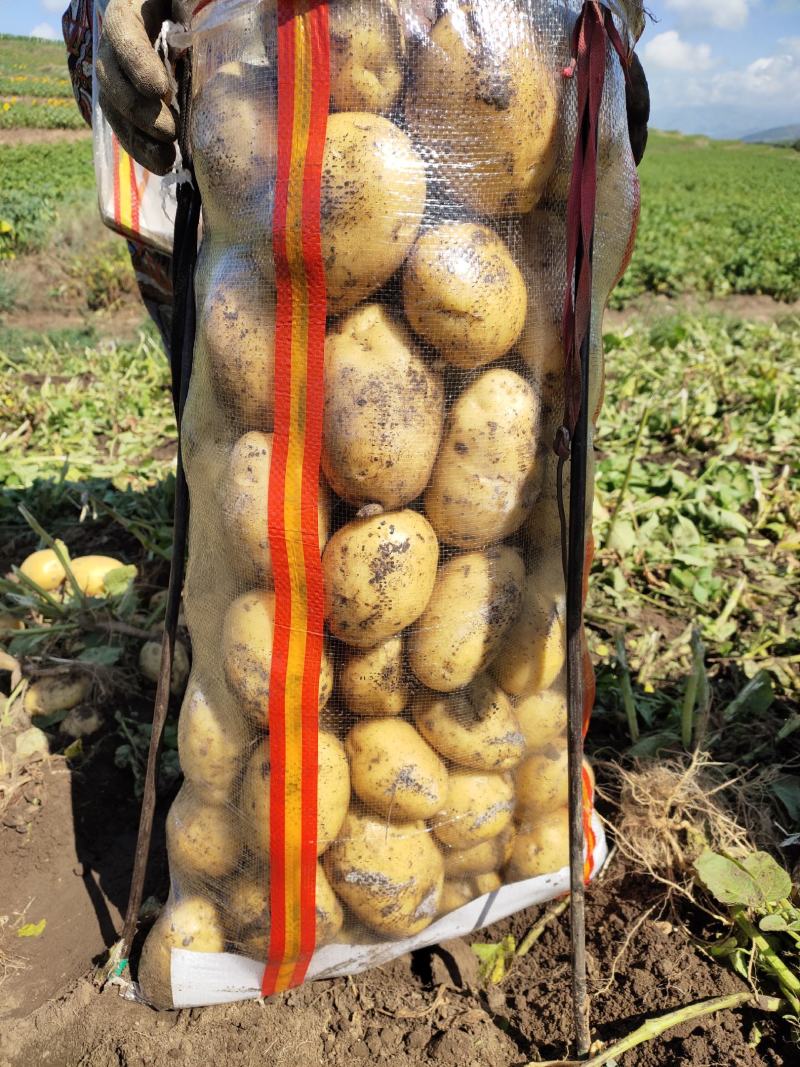 希森2两起步适合食堂、市场商超价格低廉