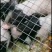 巴马香猪藏香猪种苗出售15斤的多少钱