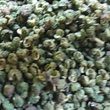 九叶青花椒，香麻味十足