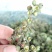 自家种植的九叶青花椒