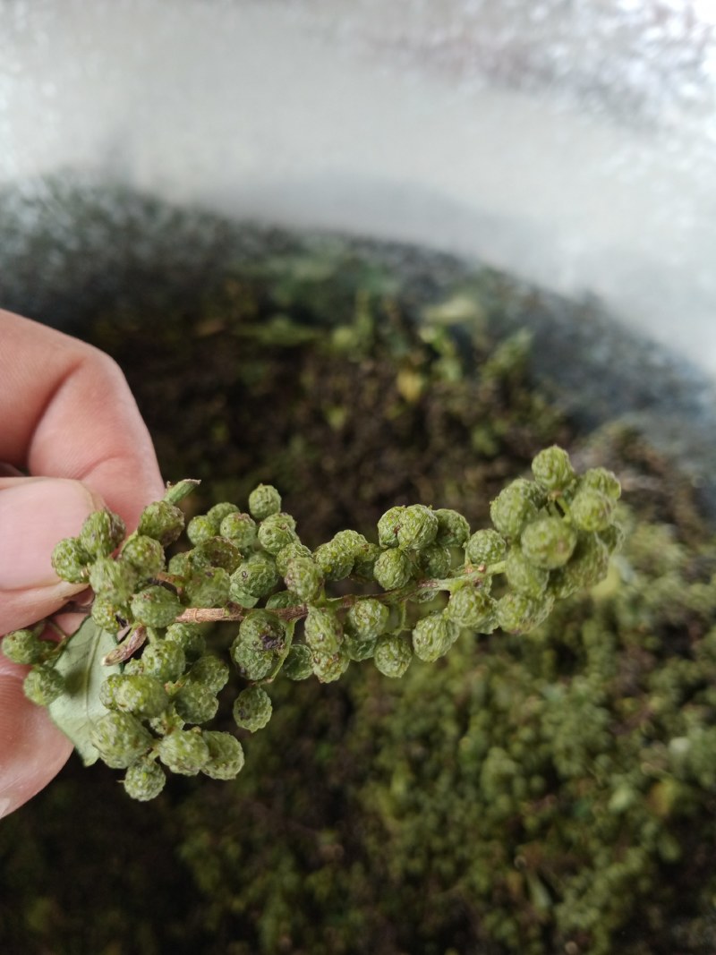 自家种植的九叶青花椒