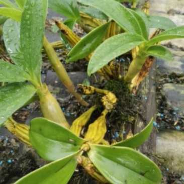鼓槌石斛板植，已经成活！拿去只需浇点水，