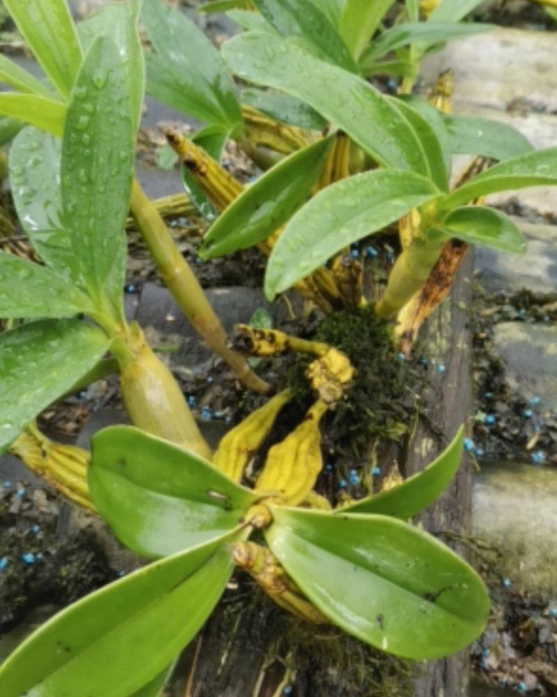 鼓槌石斛板植，已经成活！拿去只需浇点水，