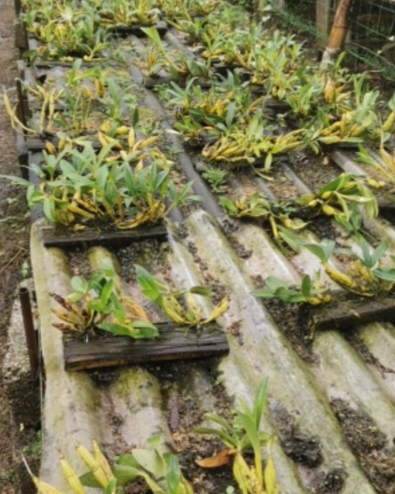 鼓槌石斛板植，已经成活！拿去只需浇点水，