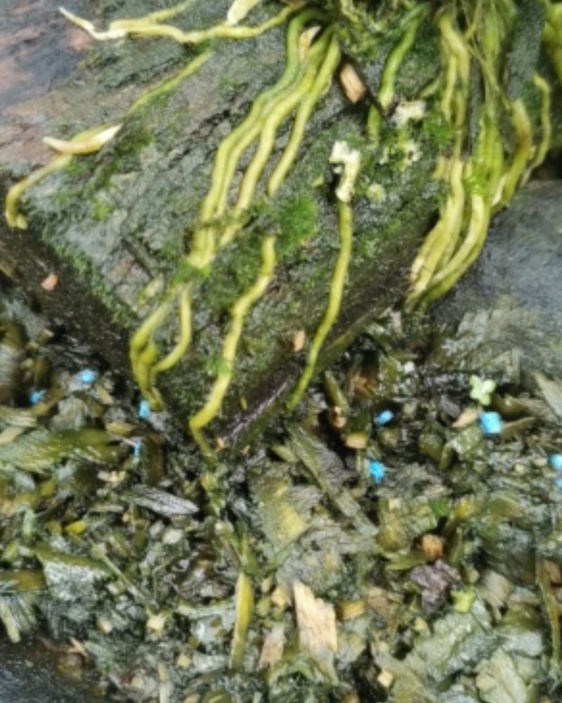鼓槌石斛板植，已经成活！拿去只需浇点水，