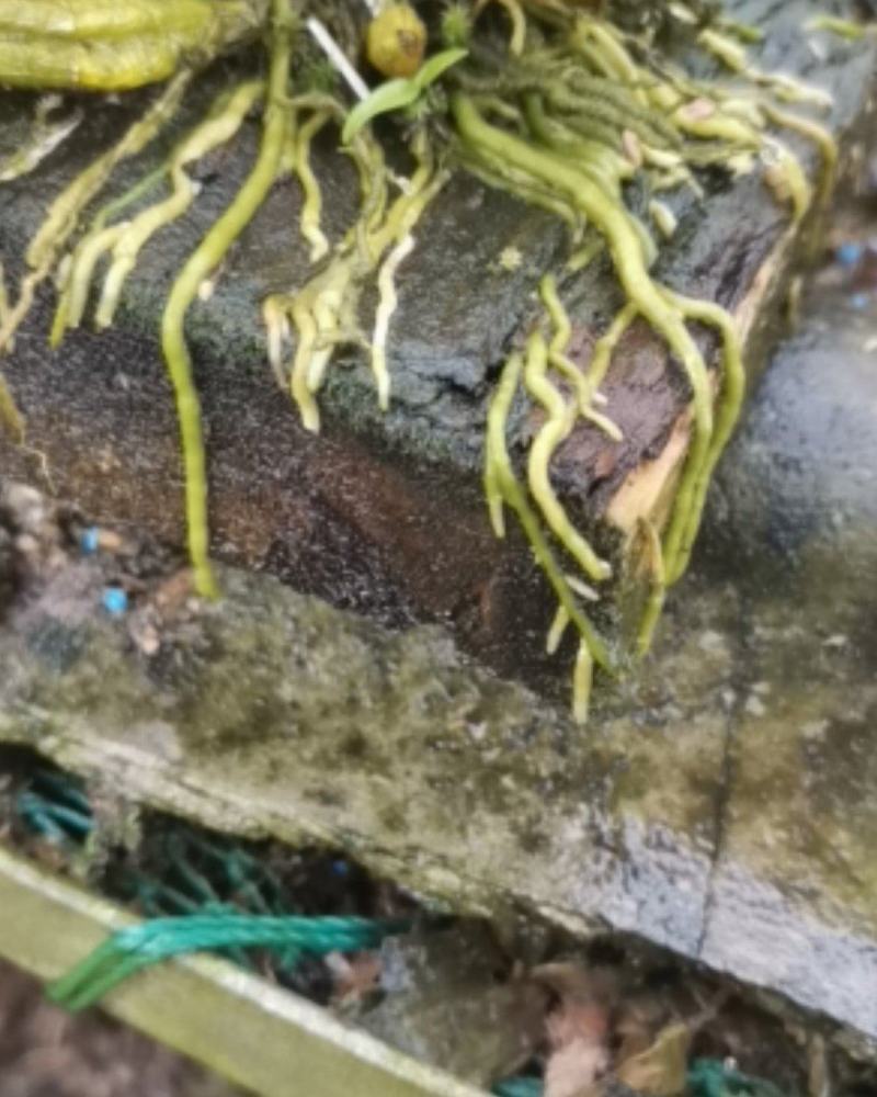 鼓槌石斛板植，已经成活！拿去只需浇点水，