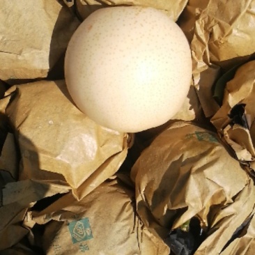 苍溪黄金梨果子成熟啦