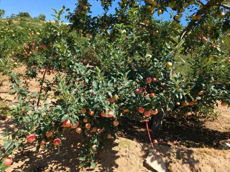 绥中红嘎啦苹果，旮旯苹果主产区，70起步全条红，优质货源