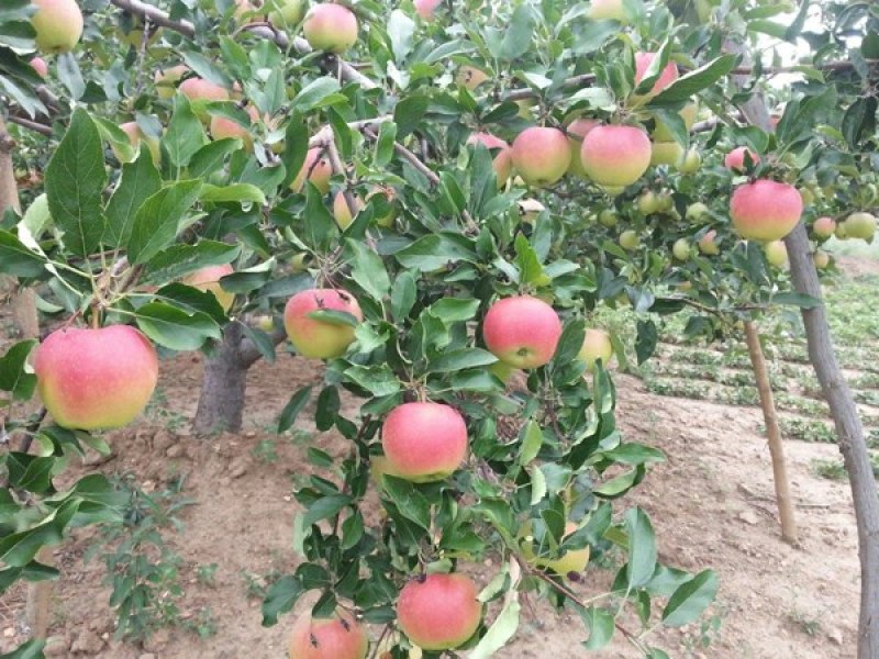 绥中红嘎啦苹果，旮旯苹果主产区，70起步全条红，优质货源