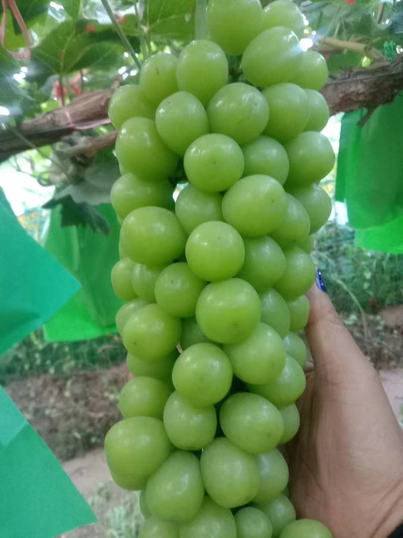 陕西大荔阳光玫瑰葡萄大量上市中，货源充足，品质好