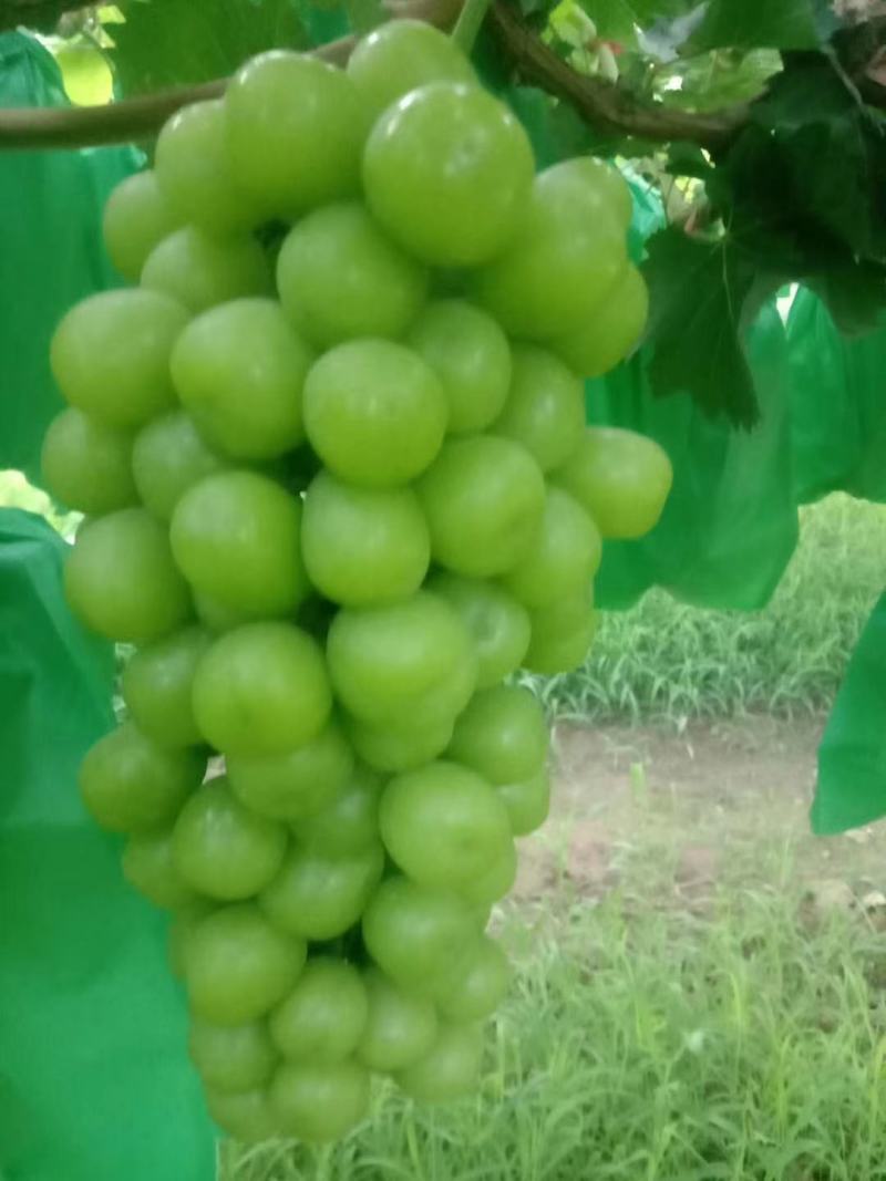 陕西大荔阳光玫瑰葡萄大量上市中，货源充足，品质好