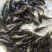 黄骨鱼优质黄骨鱼苗，量大从优
