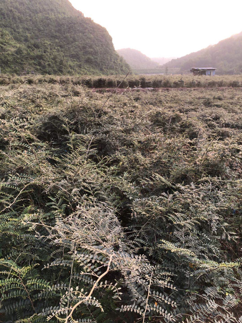 山豆根种子颗颗饱满发芽率高