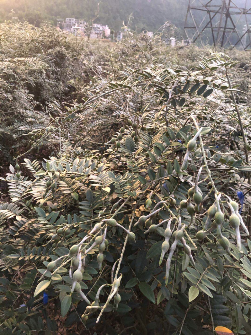 山豆根种子颗颗饱满发芽率高