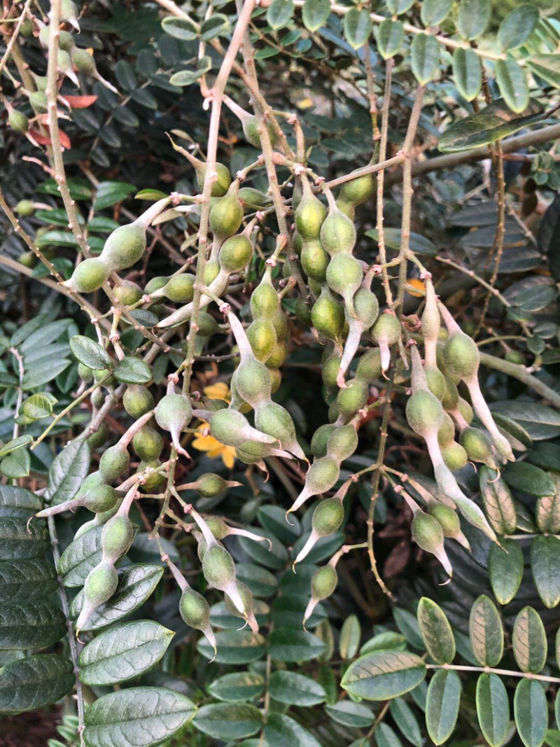 山豆根种子颗颗饱满发芽率高