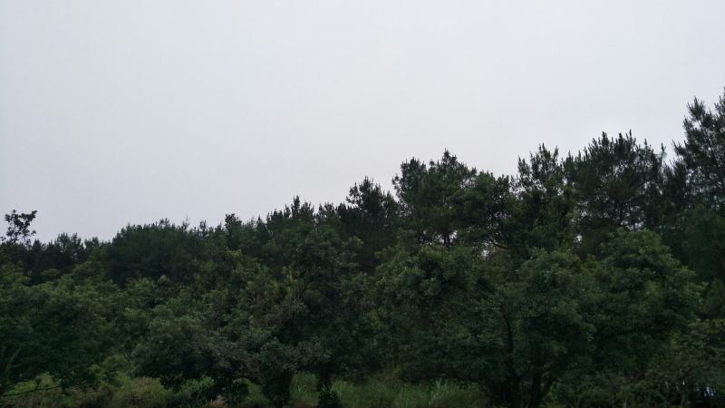 杨梅树地径6-20公分挂果丰产树