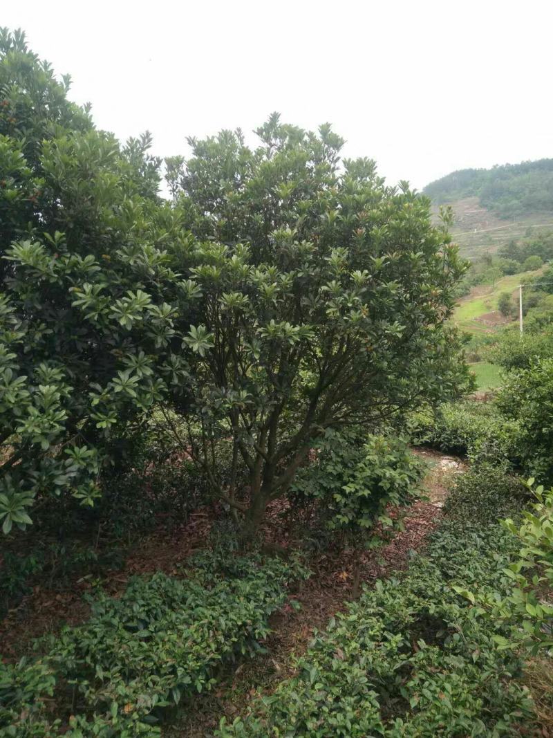 杨梅树地径6-20公分挂果丰产树